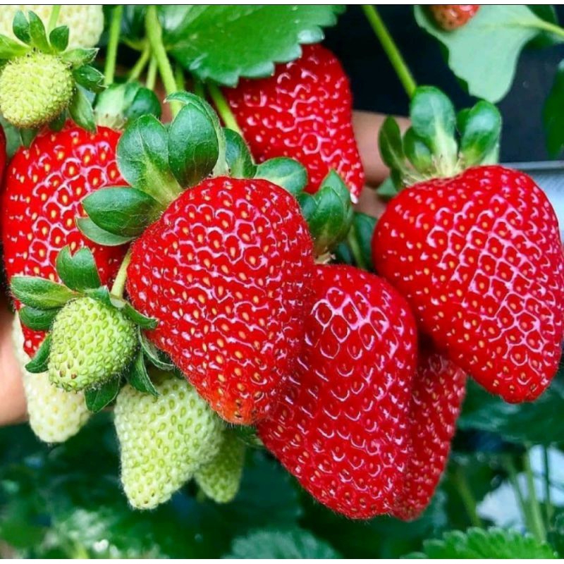 25 Benih Biji Strawberry