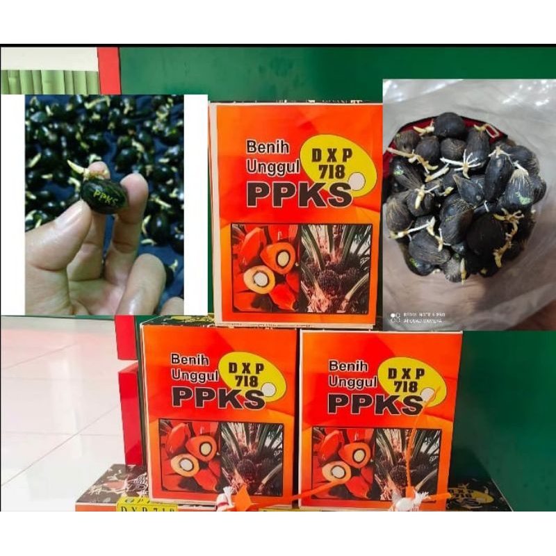 BIBIT KECAMBAH KELAPA SAWIT PPKS