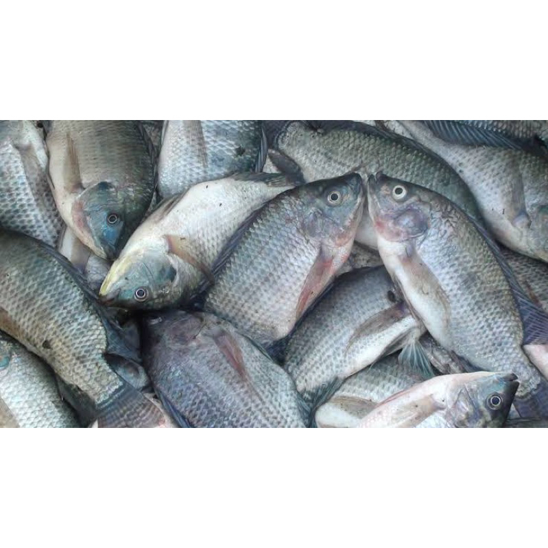 

ikan nila hitam 500 gram (isi 1-2 ikan)