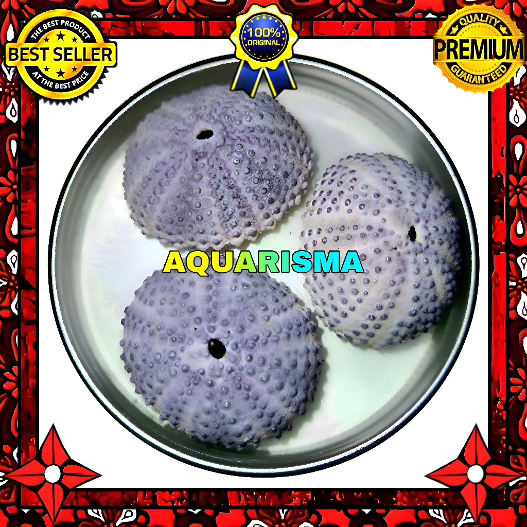 HIASAN DAN KOLEKSI - CANGKANG BULU BABI UNGU COLOBOCENTROTUS SEA URCHINS GRADE A+