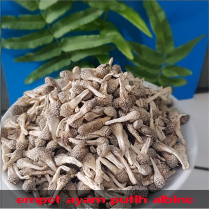 

HERBAL ORGANIC EMPOT AYAM PUTIH UTUH ASLI