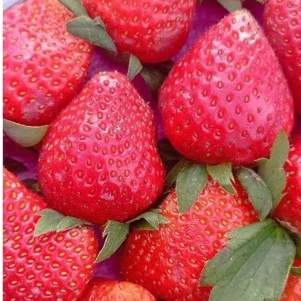 

Buah strawberi / strawberry grade A 250 gr