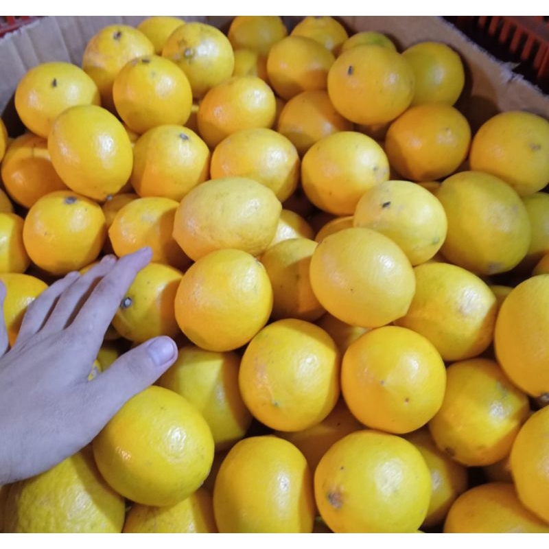 

Lemon Import Fresh 1kg/berkualitas/sangat fresh