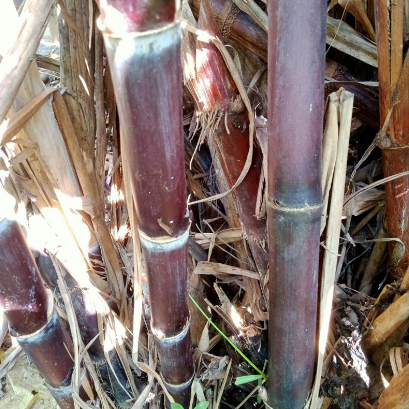 Matang Siap Dikonsumsi Tebu Hitam Fresh 1kg