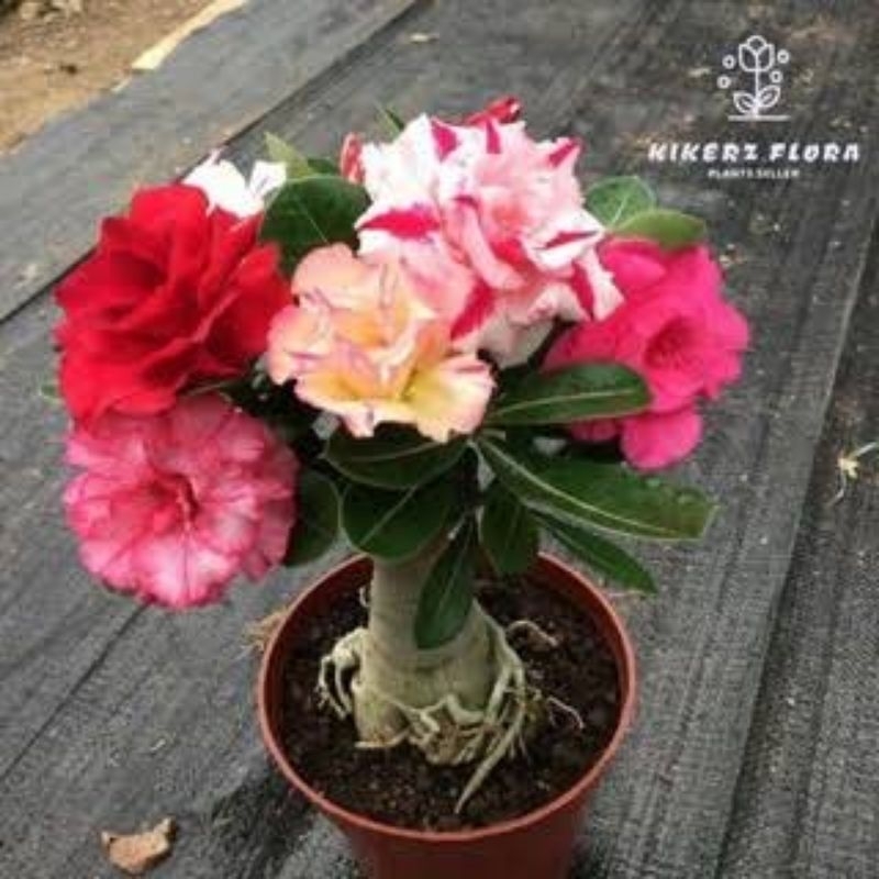 Adenium kamboja jepang 5 jenis bunga