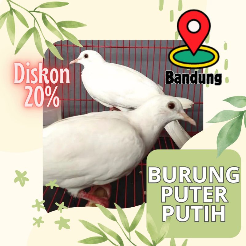 Burung puter putih albino
