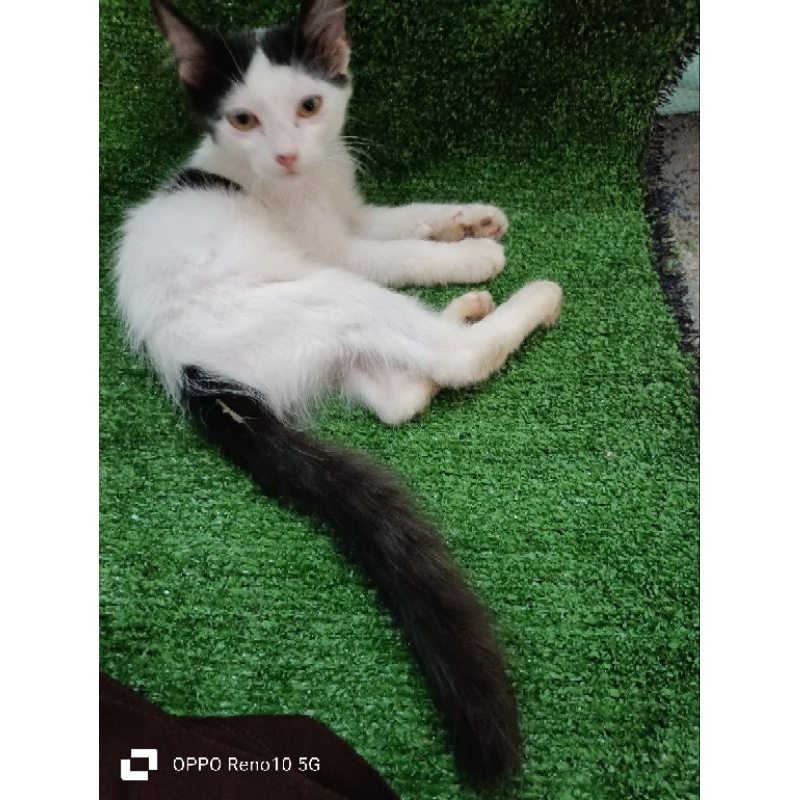 kucing persia mixdome 2 bulan