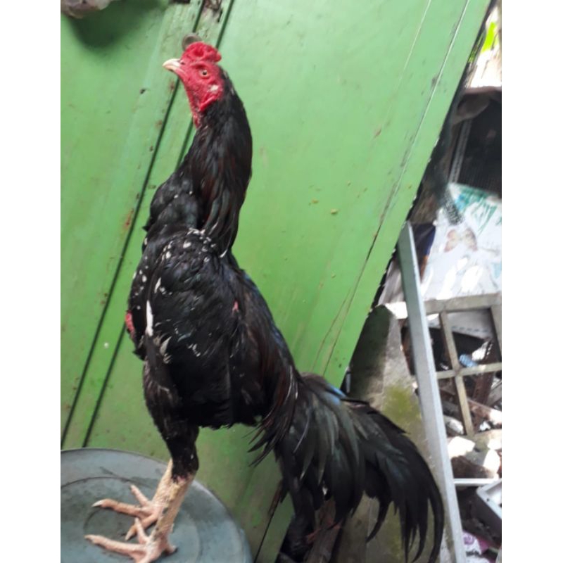 

telur fertil dari indukan blacbull bl x blacbull bl di jamin netas