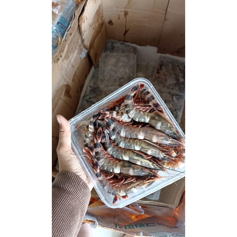 

Udang windu Kemasan 1 kg