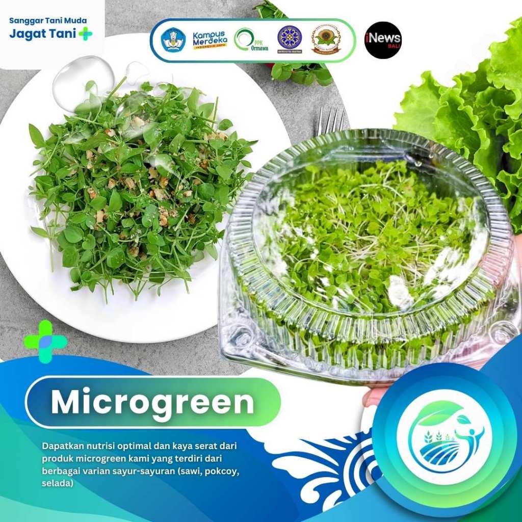 MICROGREEN SAYUR SALAD POKCOY SELADA SAWI HIJAU SEHAT ORGANIK