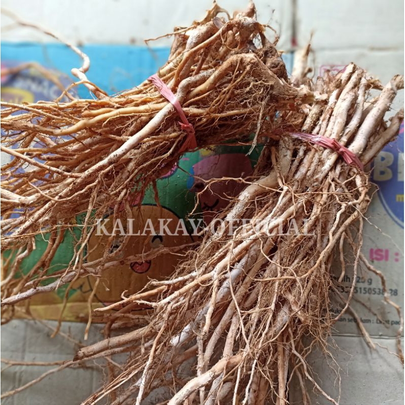 Akar Senggani Bahan Tempelan Bonsai Aquascape