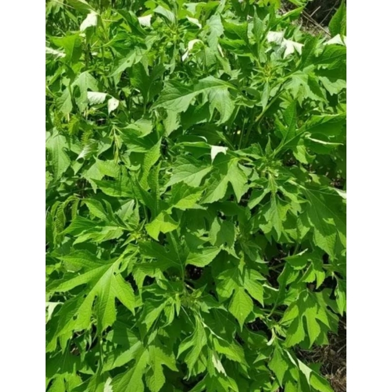 

ready daun insulin atau di sebut kipahit kondisi segar 1 kg