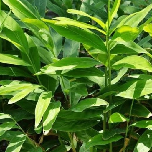 

Daun Lengkuas Segar, Obat Herbal dan Bumbu Dapur, 250 gram