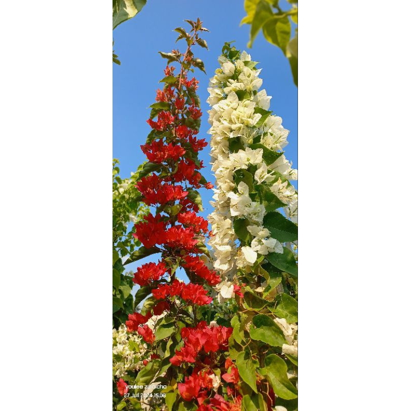 MERAH PUTIH 2 BIBIT BOUGENVILLE 100% ORIGINAL TERMURAH