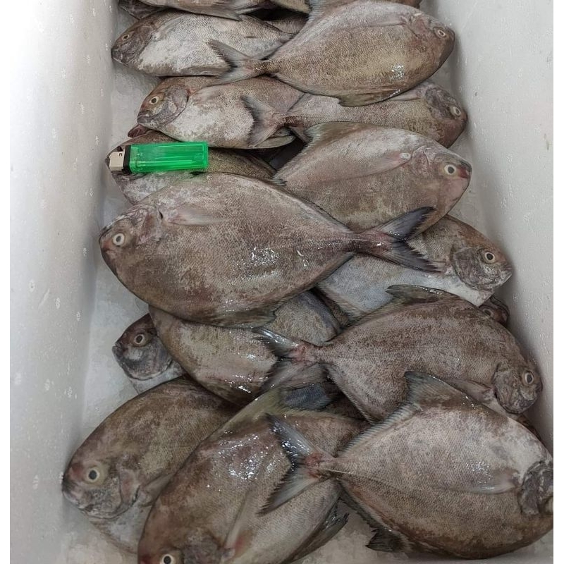 

Ikan Dorang / Ikan Bawal Hitam