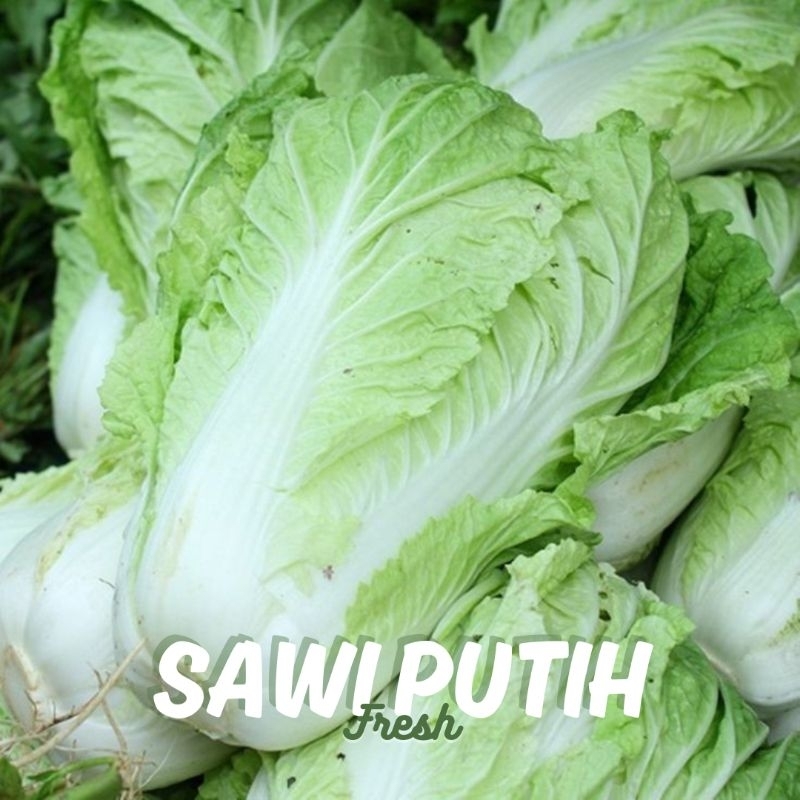 

Sayuran Segar Sawi Putih/Pecay 500gr