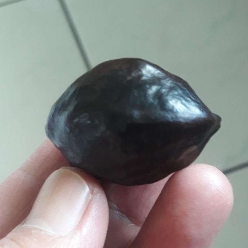 Kemiri Adu Muncang Adu LK Malangbong Matang