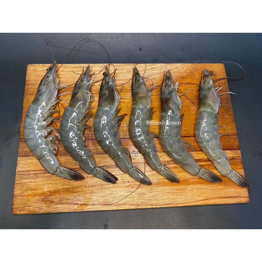 

Udang Laut Fresh Frozen Udang Vaname Udang Premium Segar