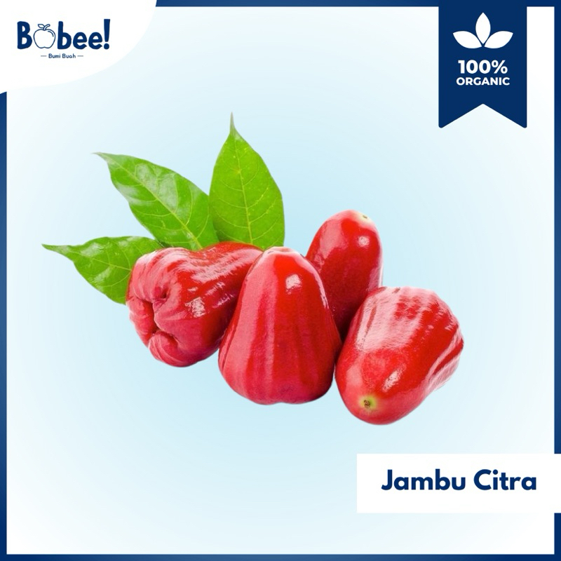 

Buah Jambu Citra Merah Super Fresh & Premium | Bobee.official - (Instant/Sameday)