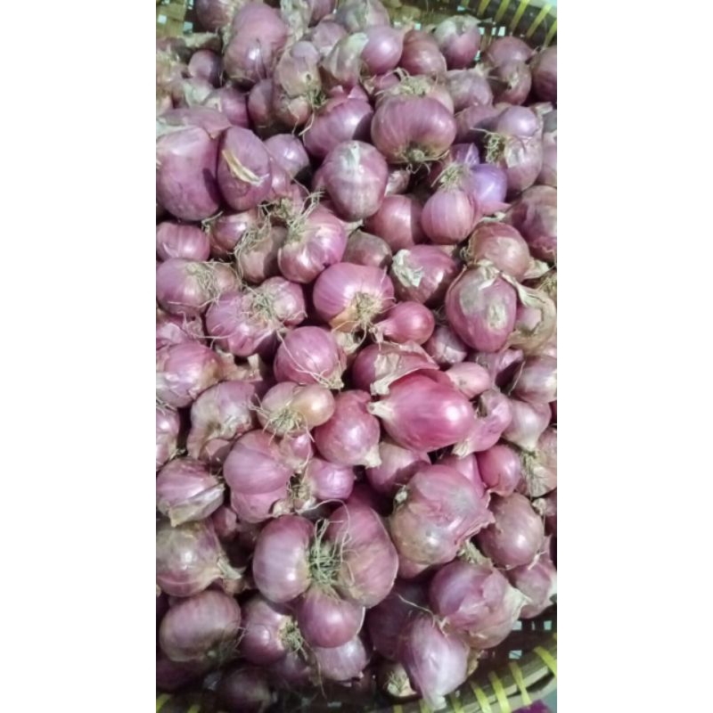 

Bawang Merah 1 Kg | Bawang Merah Fresh | Besar-besar dan Murah | Kualitas Baik