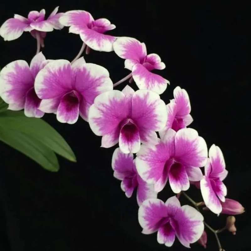 YAYA COMPACTUM (MINI)