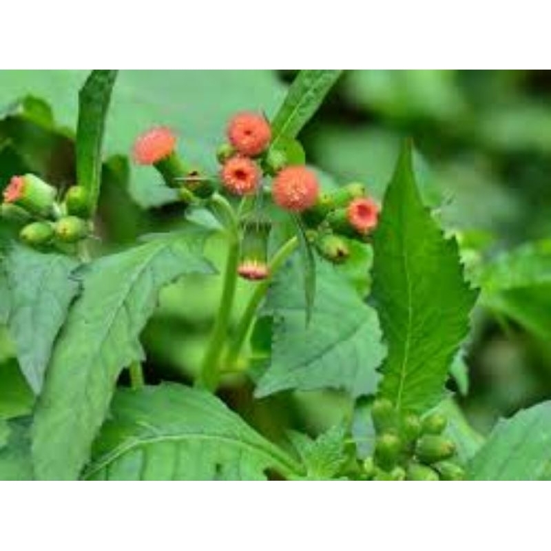 

Daun sintrong