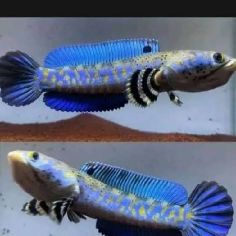 KODE D54A Blue PULCRA grade A single tank