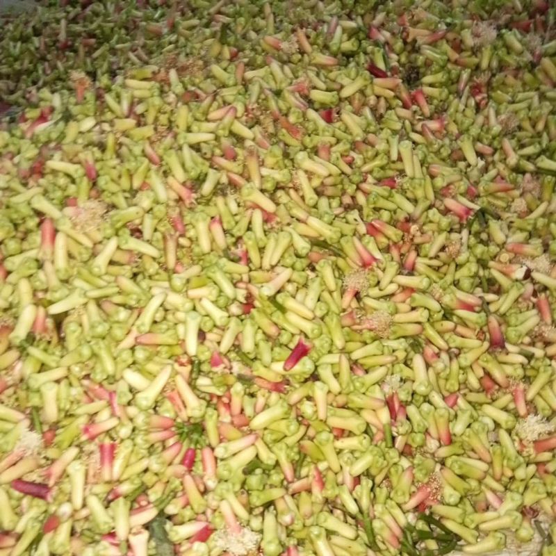 

cengkeh segar 1 kg
