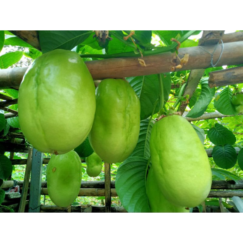 

Markisa Jumbo Perbuah/Perkilo