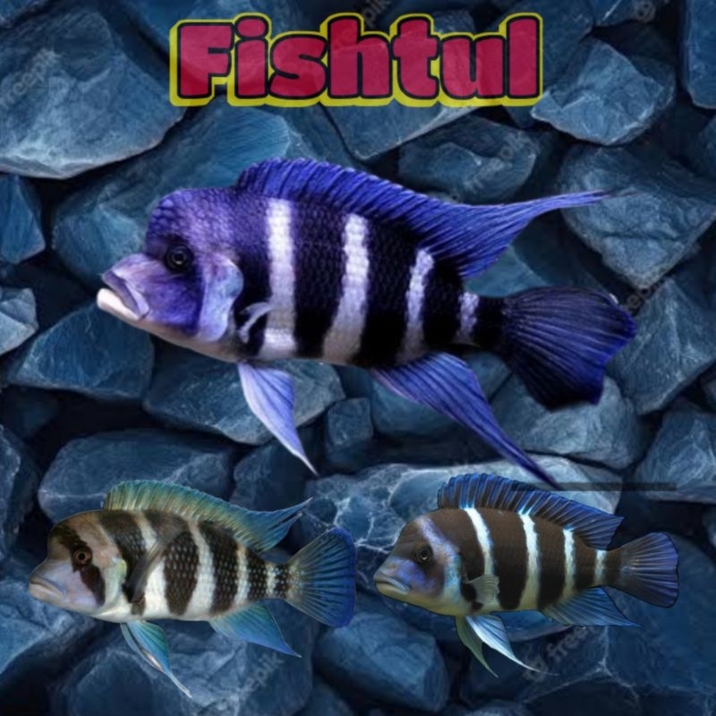 Cichlid Frontosa Burundi 8 10 cm