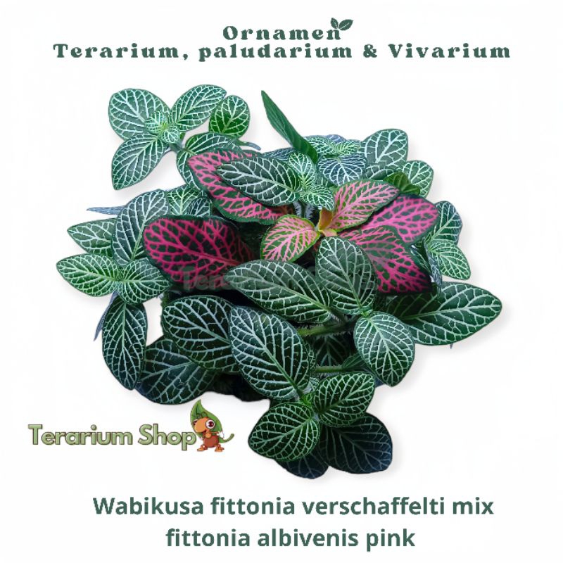 PROMO NEW PRODUK - Ornamen Terarium Paludarium & Vivarium Wabikusa fittonia verschaffelti mix fitton