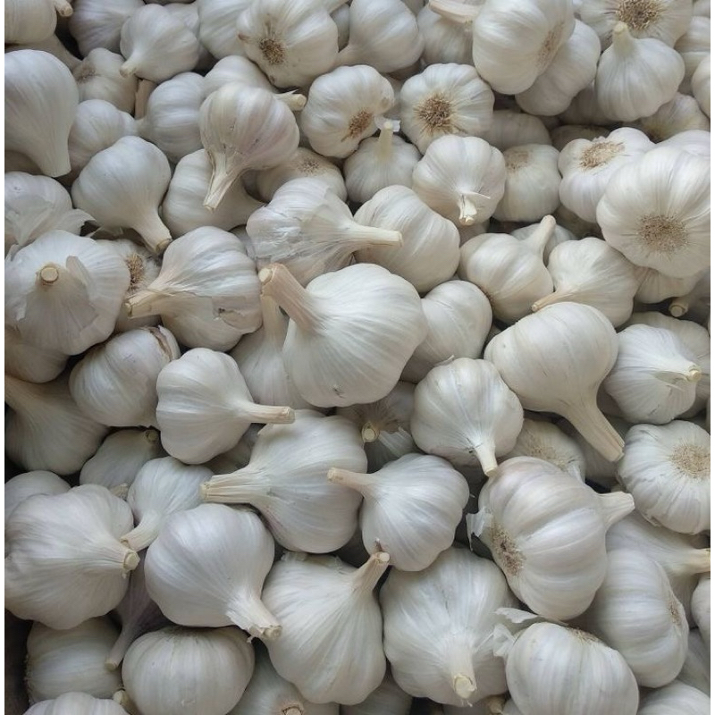 

Bawang Putih Fresh