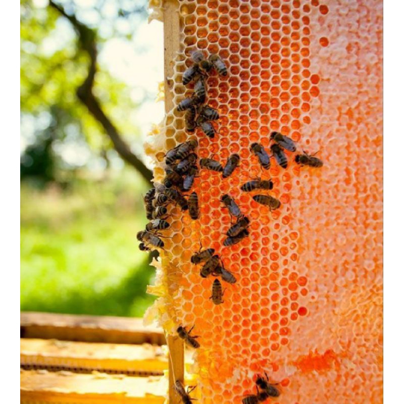 

Madu Murni 1000 GRAM ORIGINAL/ MADU MURNI/100% ORIGINAL