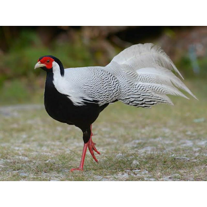 anak / anakan ayam hias silver pheasant dijual murah