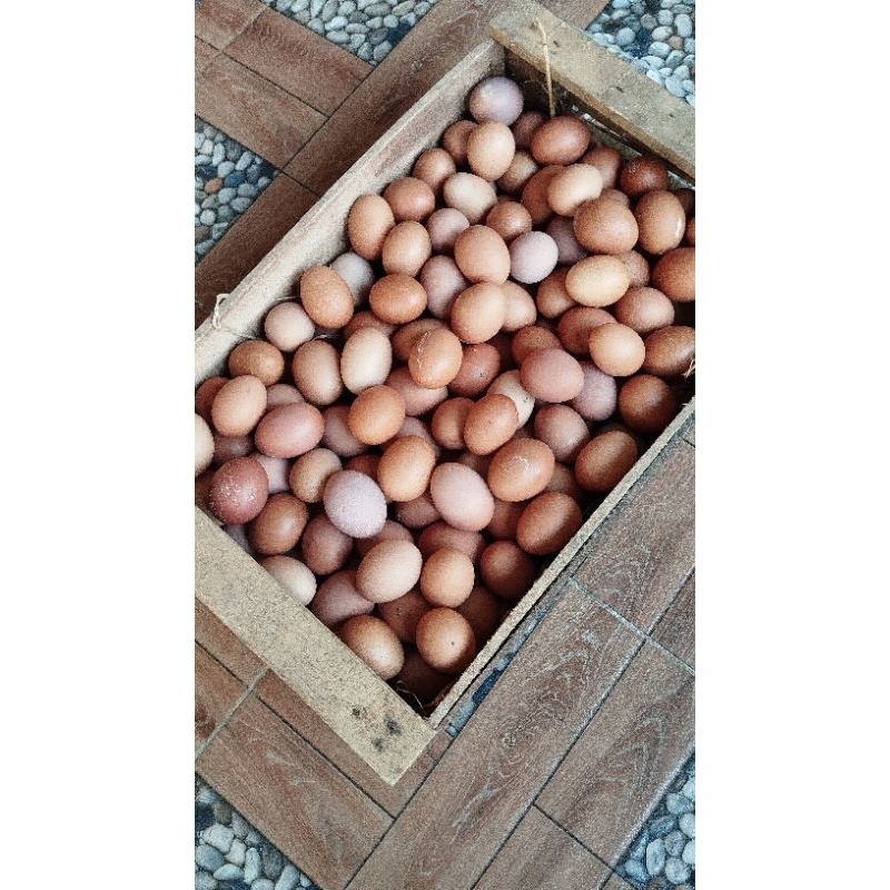 

Telur Isi 8