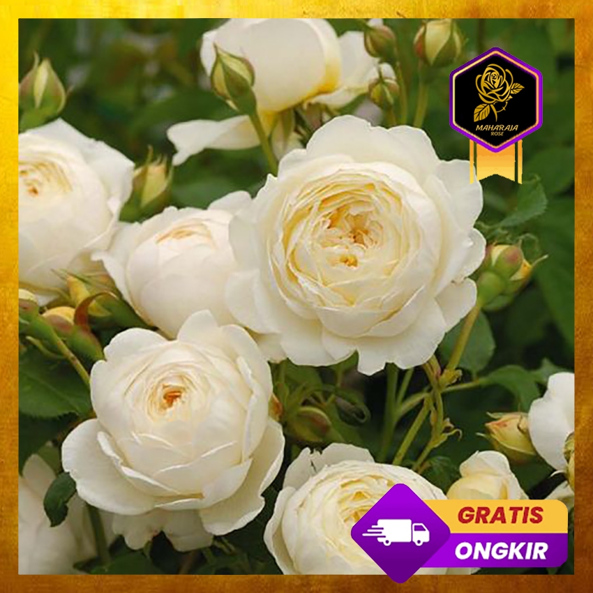 Mawar Import Claire Austin - Mawar Rambat Wangi