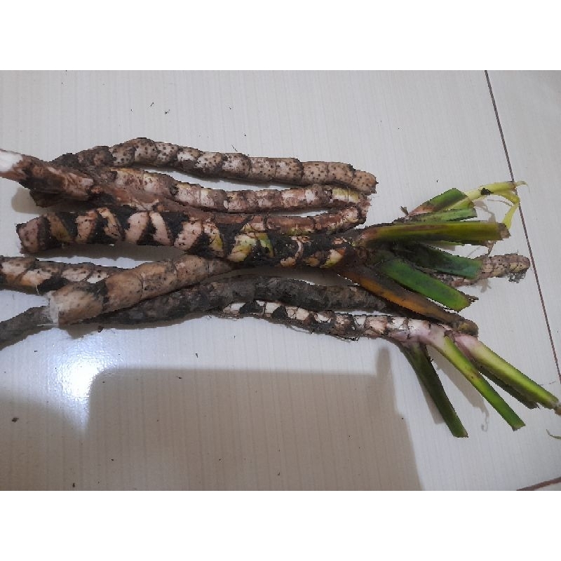 

Jerango/Jeringau/Dlingu Acorus Calamus 500gram -1kg