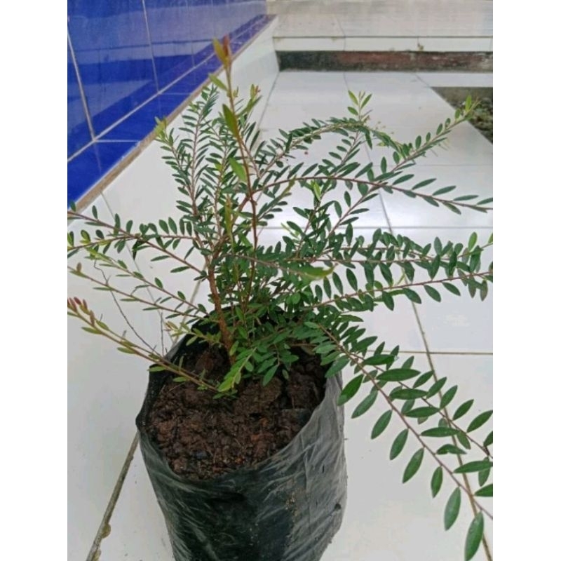 Paket 5 pohon tanaman hias cendrawasih untuk hiasan depan rumah