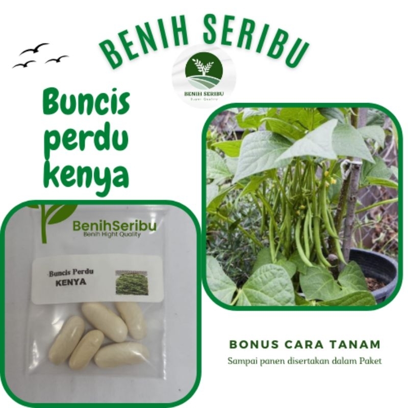5 Biji - Benih Buncis Perdu Baby KENYA (TIDAK MERAMBAT)