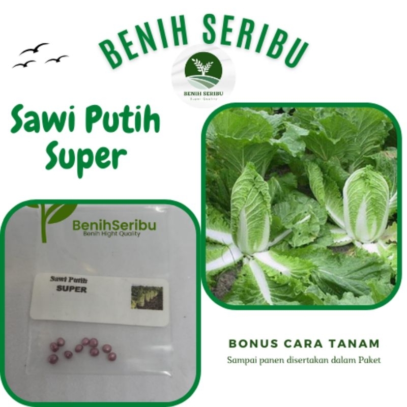 10 Biji Benih Sawi Putih Super F1 Dataran Rendah Sayur Slobor Unggul Bibit Tanaman Sayuran Seribuan