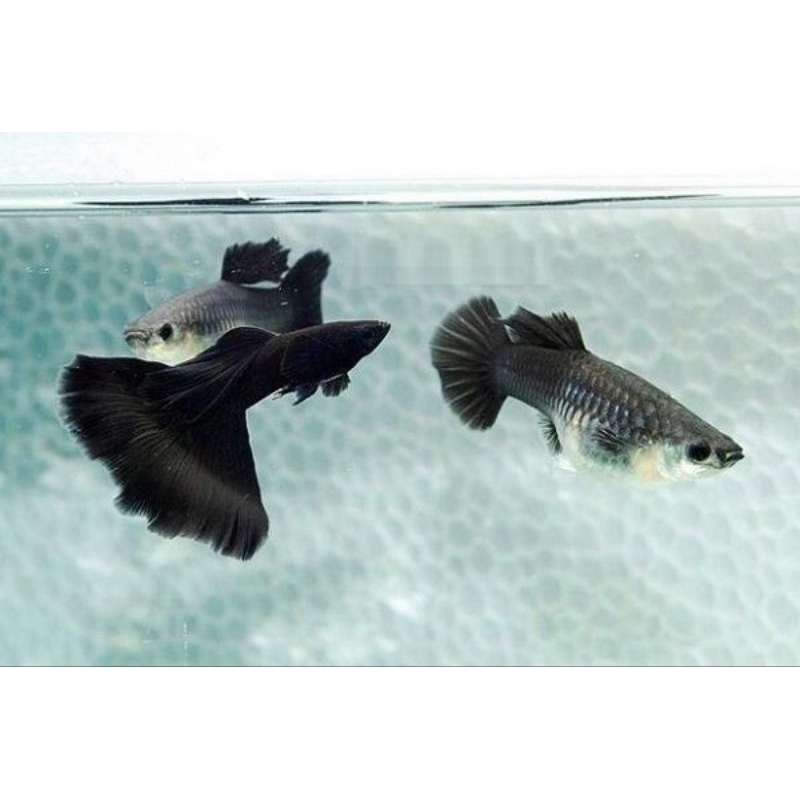 Sepasang Guppy Black Moscow Jantan & Betina