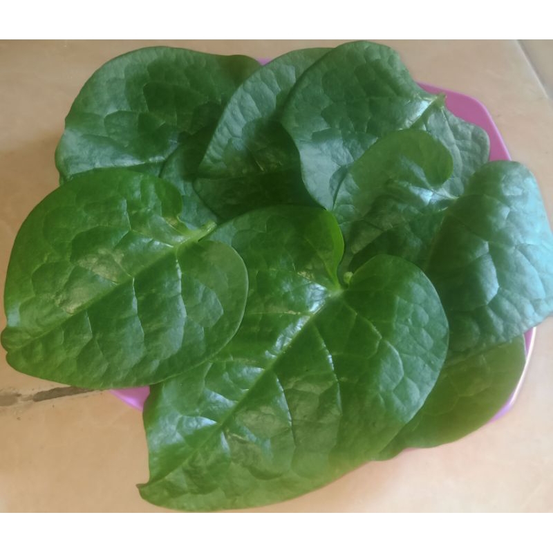 

Daun Binahong Hijau Segar Organik Tanpa Peptisida 100gram