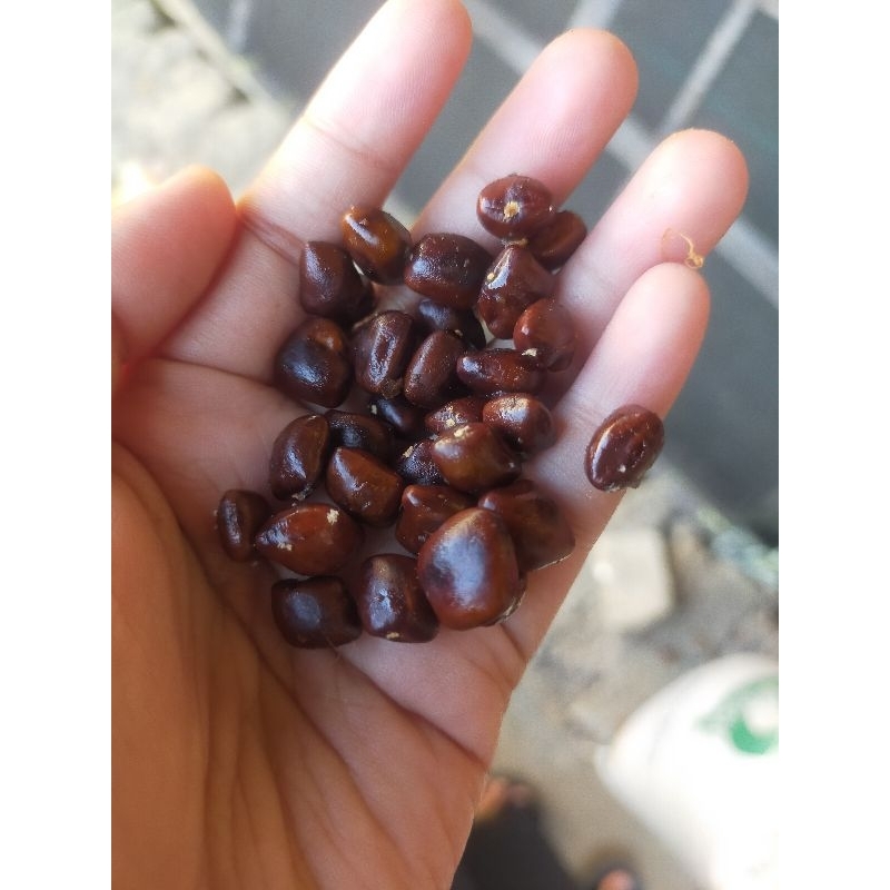 

1kg biji asam jawa premium