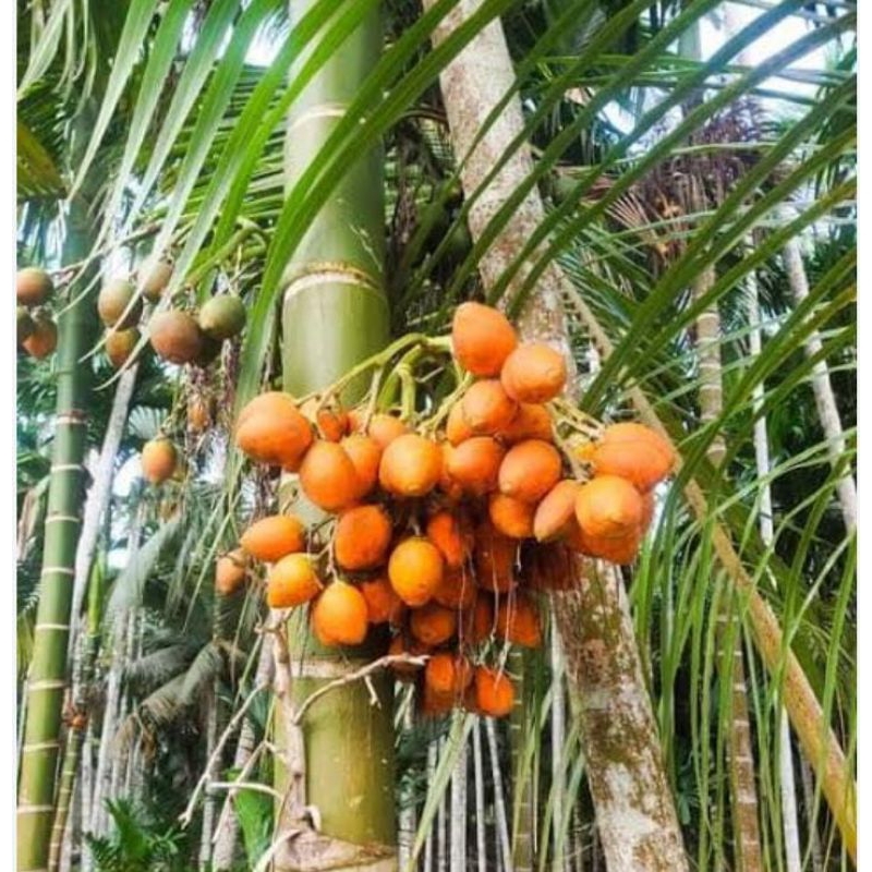 

Jambe Tua Segar 1 Kg Pinang Fresh Obat Herbal Tradisional Murah