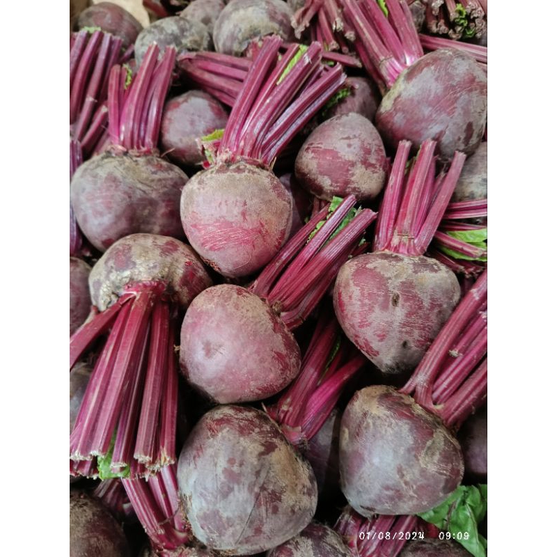 

Buah bit 1 kg fresh batu malang free packing kardus