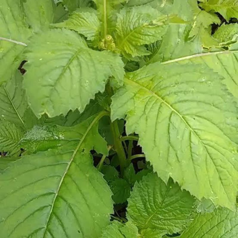 

Daun sintrong segar petik langsung 1kg