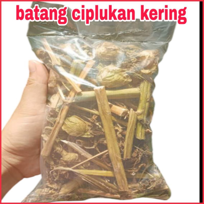 

Ciplukan Kering kualitas terbaik daun akar buah cecendet kering semarang