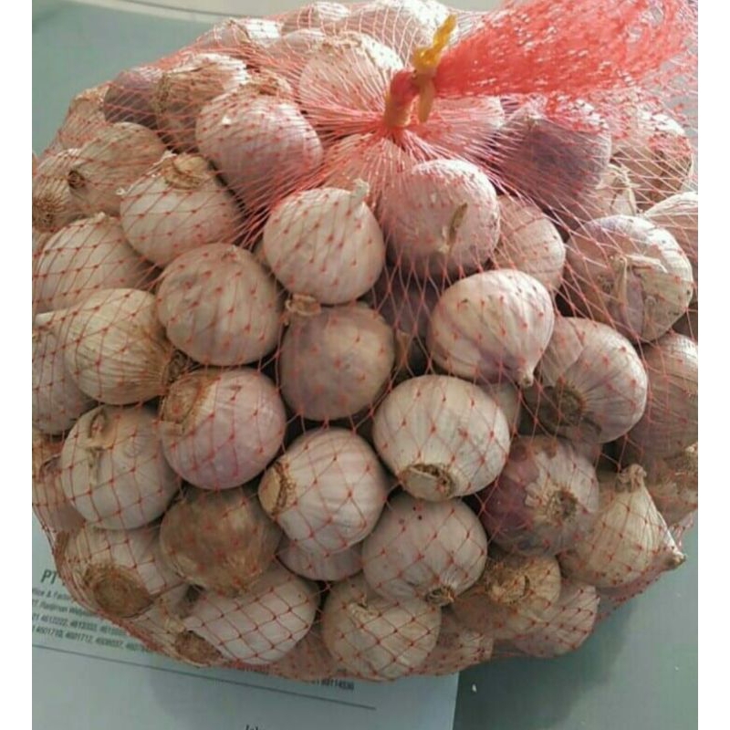 

BAWANG TUNGGAL/LANANG