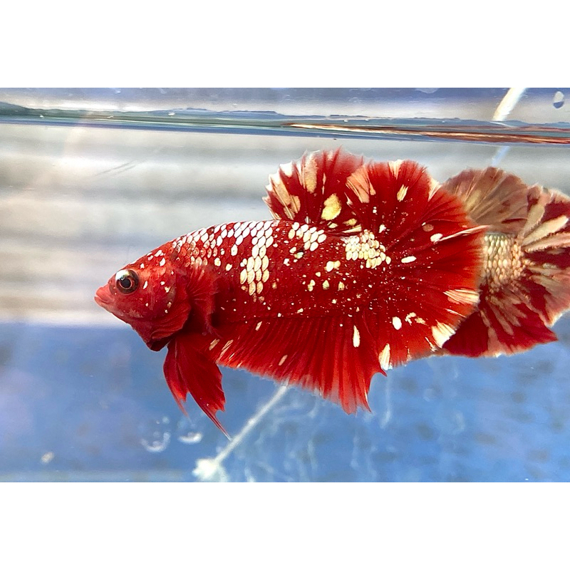 IKAN CUPANG PLAKAT RED GOLD GALAXY / RED ORION GALAXY HIASAN AQUARIUM BAHANAN