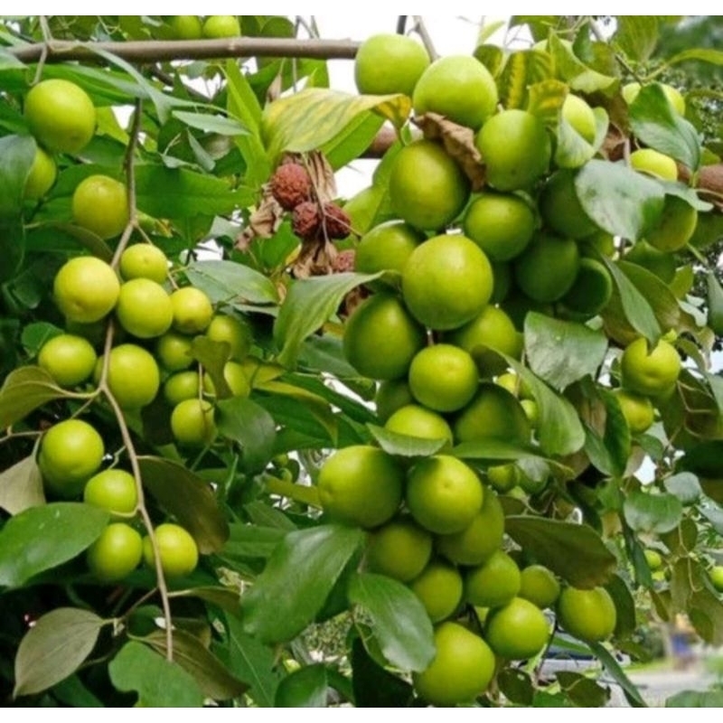 tanaman bibit buah apel futsa / apel india kondisi berbunga